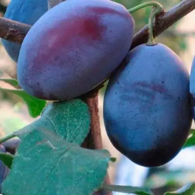 Слива СМОЛИНКА в Барановичах