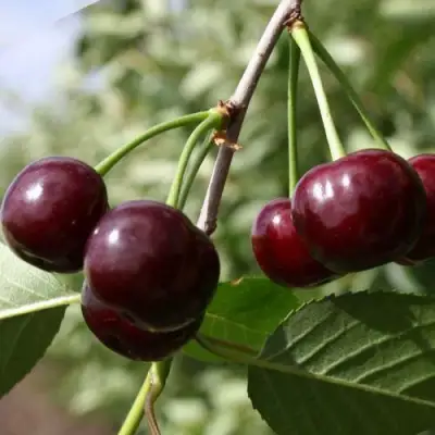 Вишня ЖАДАНА в Барановичах