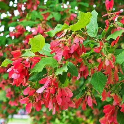 Клен татарский в Барановичах