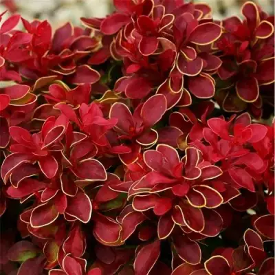 Барбарис РЕД ХОТ ЧИЛИ тунберга в Барановичах