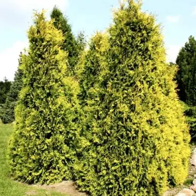 Туя САЛЛАНД западная в Барановичах