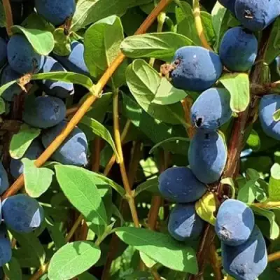 Жимолость съедобная КЛУБНИЧНАЯ СЕНСАЦИЯ в Барановичах