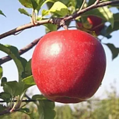 Яблоня ЛИГОЛ в Барановичах