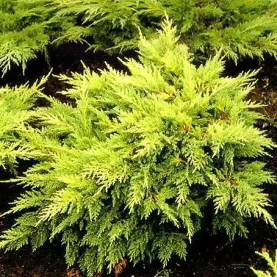 Можжевельник МОРДИГАН ГОЛД средний в Барановичах