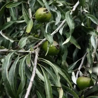 Груша ИВОЛИСТНАЯ в Барановичах