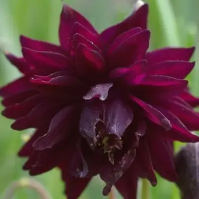 Аквилегия БАРЛОУ БОРДО обыкновенная в Барановичах