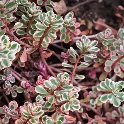 Очиток (седум) ТРИКОЛОР ложный в Барановичах