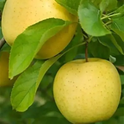 Яблоня АНАНАС в Барановичах