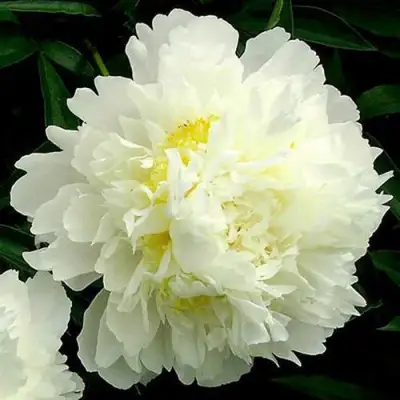 Пион ЗОЛОТОЙ ОРЕОЛ травянистый в Барановичах