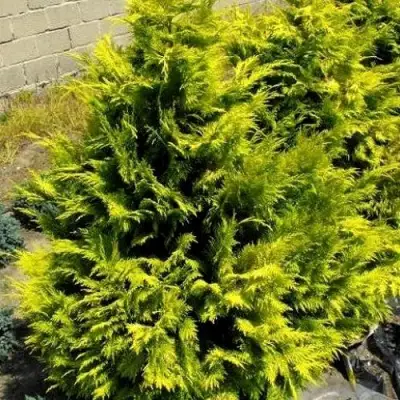 Кипарисовик ГОЛДЕН ВОНДЕР лавсона в Барановичах