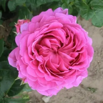 Роза АНУШКА чайно-гибридная в Барановичах