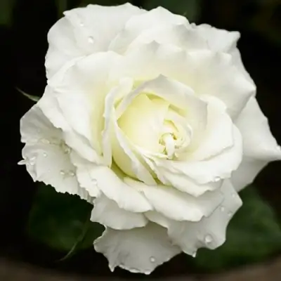 Роза МОНДИАЛЬ чайно-гибридная в Барановичах