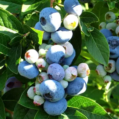 Голубика ВЕЙМУТ в Барановичах