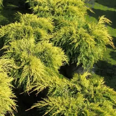 Можжевельник КИНГ ОФ СПРИНГ средний в Барановичах