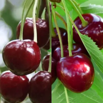 Комплект ВИШНЕВЫЙ ТАНДЕМ в Барановичах