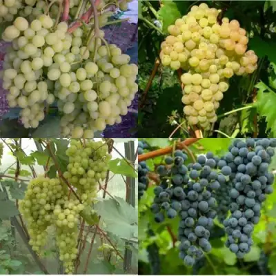 Комплект ВИНОГРАДНАЯ РАДУГА в Барановичах