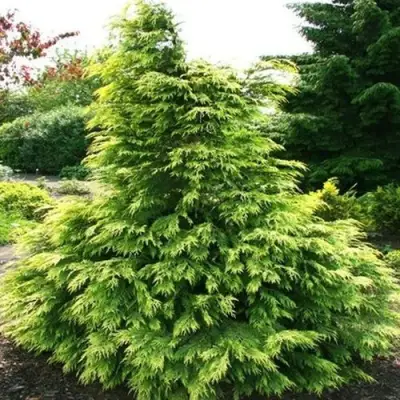 Кипарисовик САНКИСТ лавсона в Барановичах