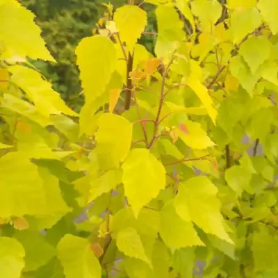 Берёза ГОЛДЕН ОБЕЛИСК повислая  в Барановичах