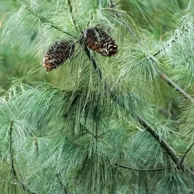 Сосна АРМАНДИ в Барановичах