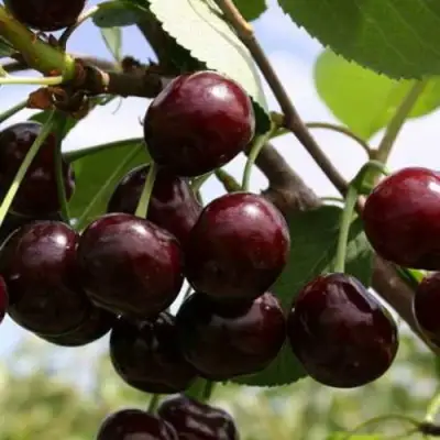 Дюк ИВАНОВНА в Барановичах