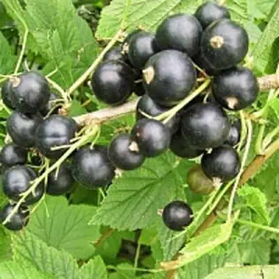 Смородина чёрная ЧЁРНЫЙ АИСТ в Барановичах