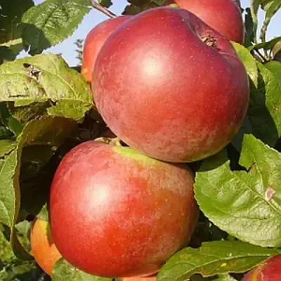 Яблоня АКСАМИТ в Барановичах