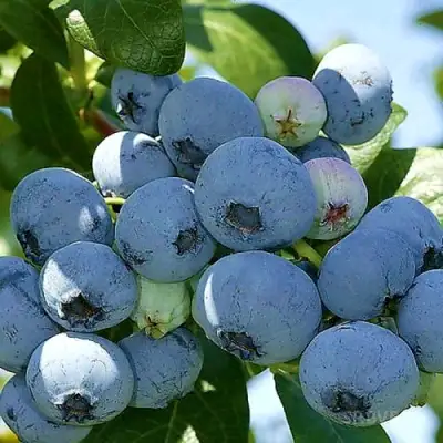 Голубика НУИ в Барановичах