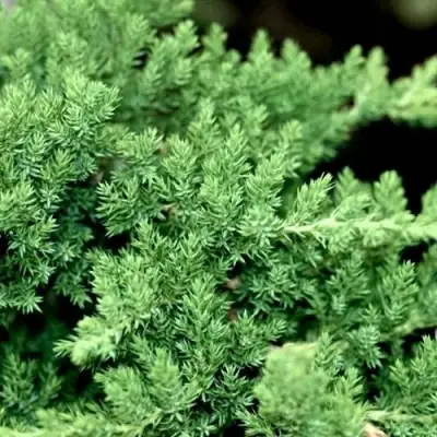 Можжевельник НАНА лежачий в Барановичах