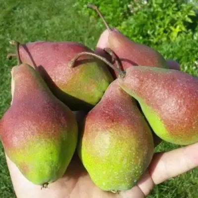 Груша ЯКОВЛЕВСКАЯ в Барановичах