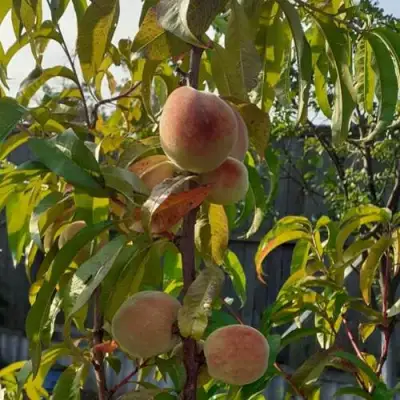 Персик ЕЛГАВСКИЙ в Барановичах