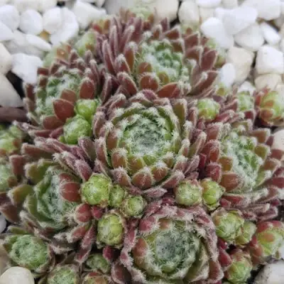 Молодило МОРКЕРС МЕРИТ в Барановичах