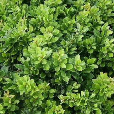 Барбарис КОБОЛЬД тунберга в Барановичах