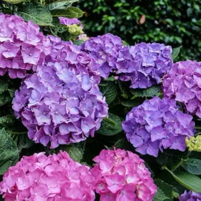 Гортензия ГАМБУРГ крупнолистная в Барановичах