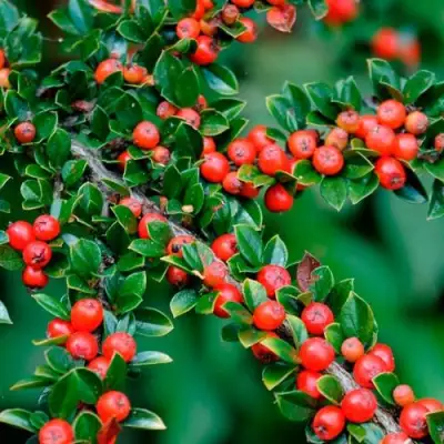 Кизильник горизонтальный в Барановичах