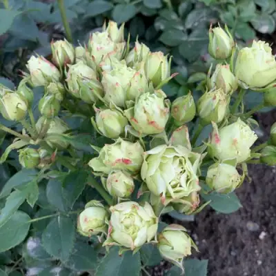 Роза ЛУВИАНА спрей в Барановичах