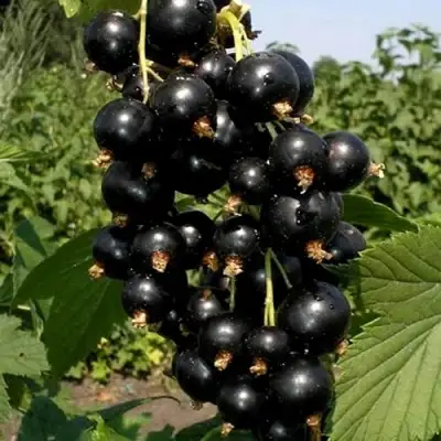 Смородина чёрная ВИНОГРАДНАЯ в Барановичах