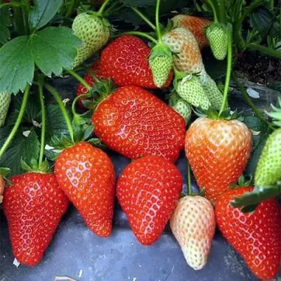 Клубника РОКСАНА в Барановичах