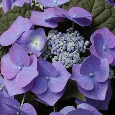 Гортензия БЛАУМАЙС (БЛАУМАЙЗЕ) крупнолистная в Барановичах