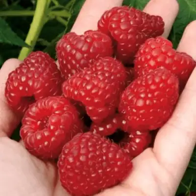 Малина РУБИФОЛ в Барановичах