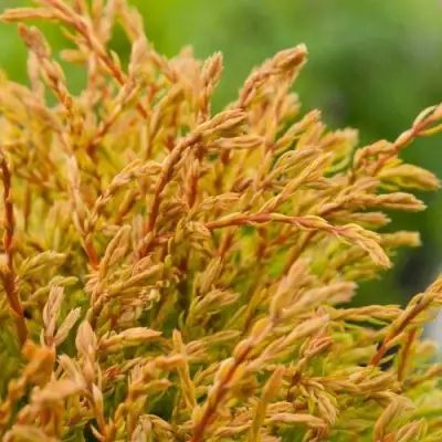 Туя ГОЛДЕН ТАФФЕТ западная в Барановичах