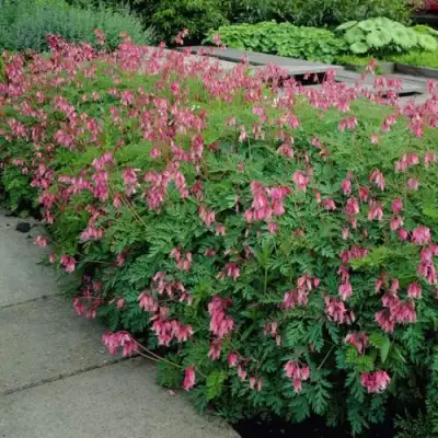 Дицентра изящная в Барановичах