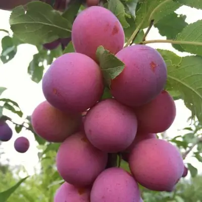 Слива ИМПЕРИАЛ