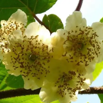 Актинидия АТЛАС (МУЖСКОЙ) киви в Барановичах