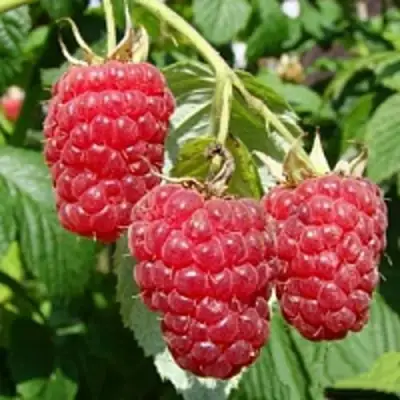 Малиновое дерево ТАРУСА в Барановичах