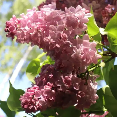 Сирень МЕДОВЫЙ СПАС в Барановичах