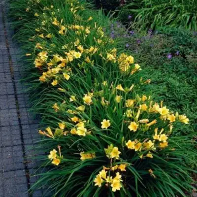 Лилейник СТЕЛЛА ДЕ ОРО гибридный в Барановичах