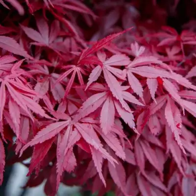 Клен дланевидный АТРОПУРПУРЕУМ в Барановичах