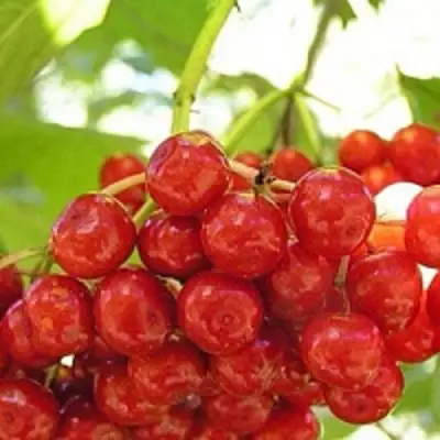 Калина КИЕВСКАЯ САДОВАЯ в Барановичах