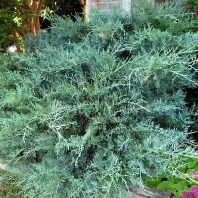 Можжевельник ГРЕЙ ОУЛ виргинский  в Барановичах