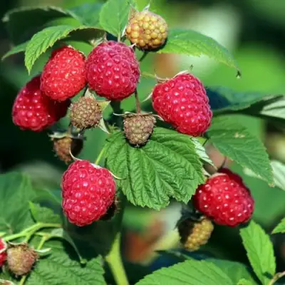 Малиновое дерево СКАЗКА в Барановичах